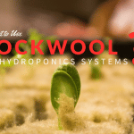 Rockwool Hydroponics