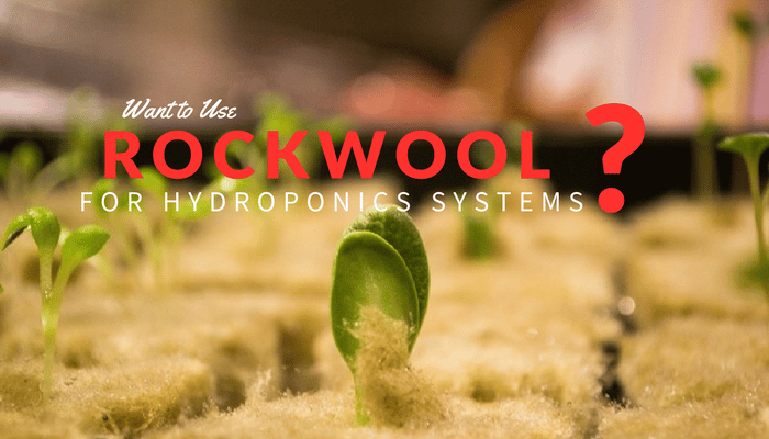 Rockwool Hydroponics