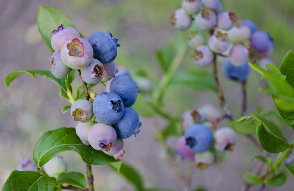 A Practical Guide On How to Save a Dying Blueberry Plant