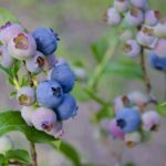 A Practical Guide On How to Save a Dying Blueberry Plant
