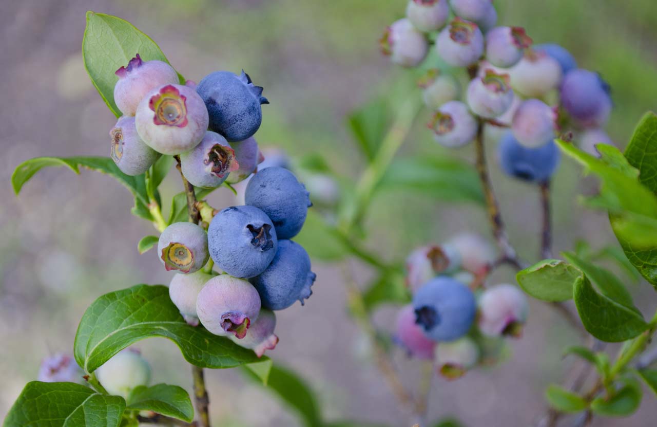 How to Save a Dying Blueberry Plant [A Practical Guide]