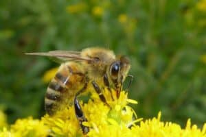 Common Bees Families You Should Know
