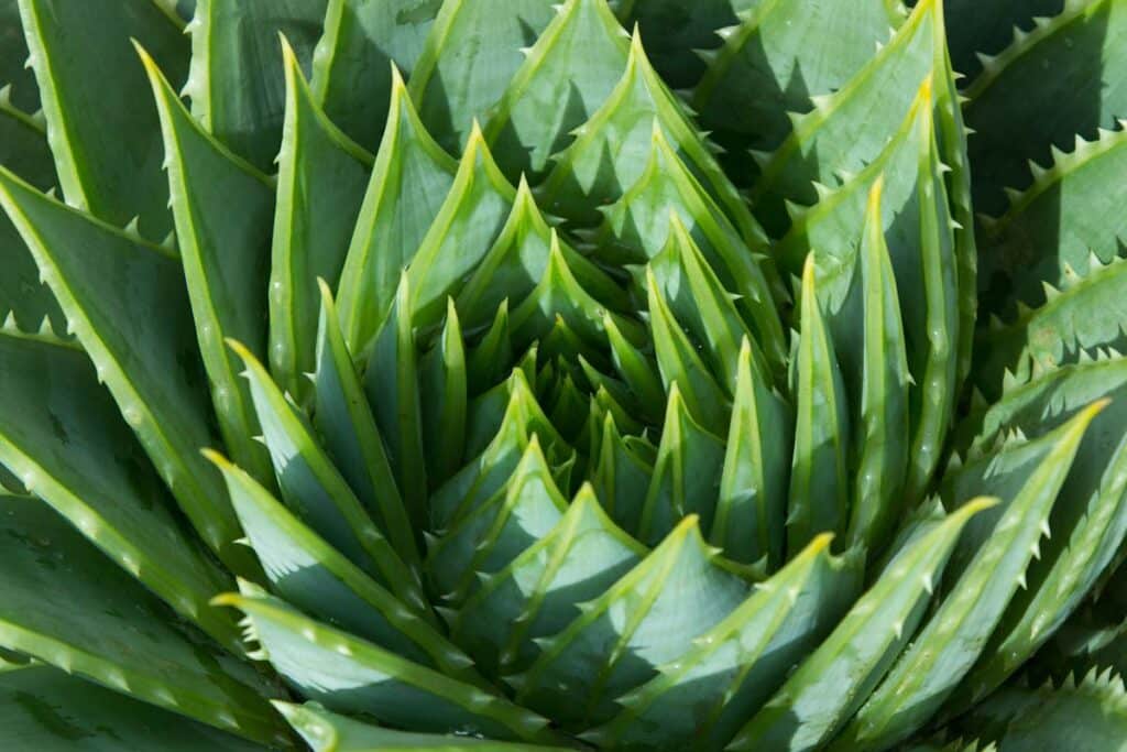 How To Save A Dying Aloe Plant Guide]