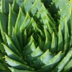 Complete Guide: How To Save A Dying Aloe Plant