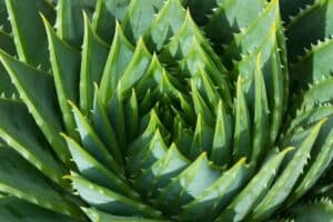 Complete Guide: How To Save A Dying Aloe Plant