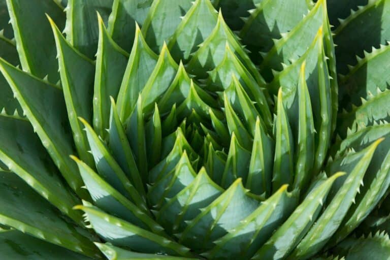 Complete Guide: How To Save A Dying Aloe Plant
