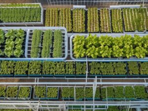 DIY Hydroponic Fertilizer: A Beginners Homemade Secret Weapon
