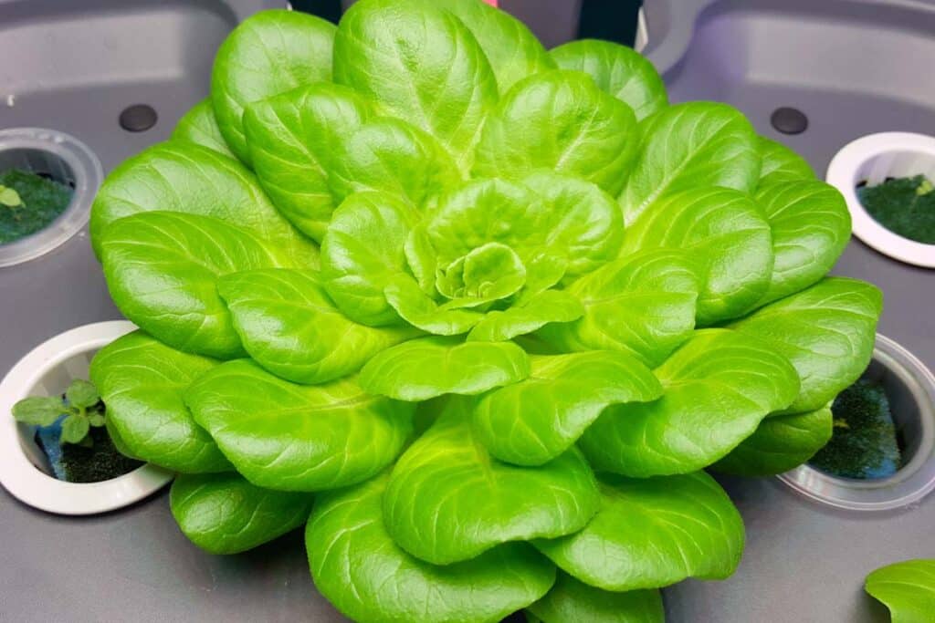 DIY Organic Hydroponic Nutrients: The Best Recipe For Growers