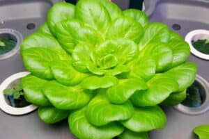 DIY Organic Hydroponic Nutrients: The Best Recipe For Growers