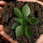 Essential Nutrients for Plants: Handbook for Thriving Gardens