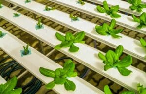 General Hydroponics The Flora Series Fertilizer