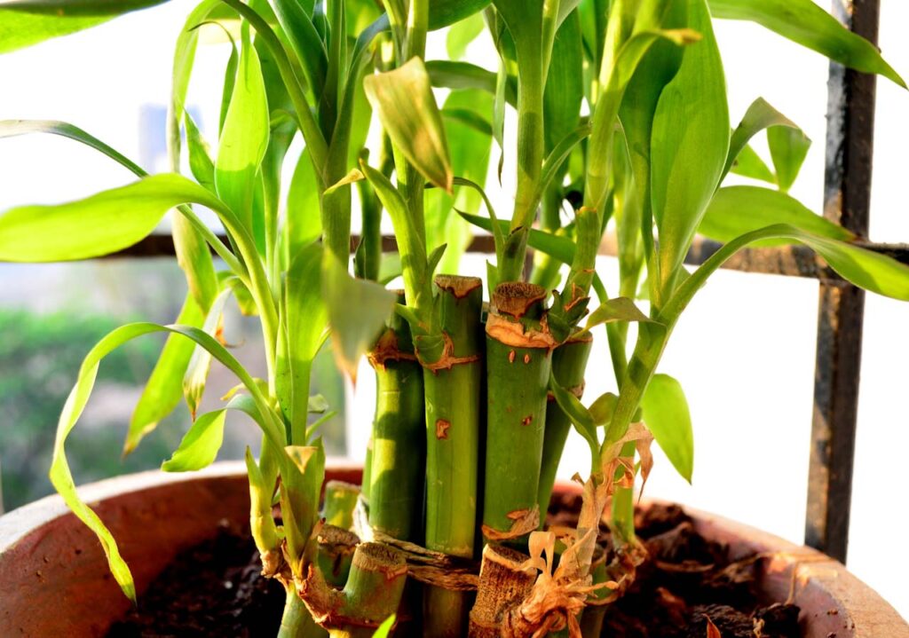 Growing Bamboo in Containers: Expert Tips and Insights