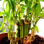Growing Bamboo in Containers: Expert Tips and Insights