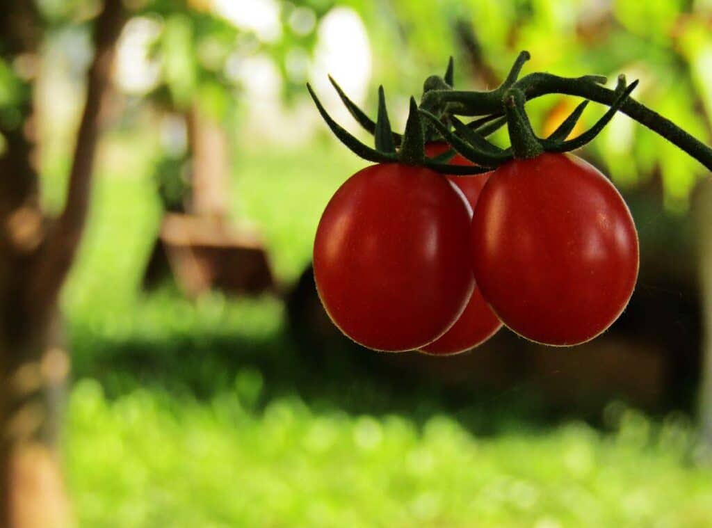 Growing Hydroponic Tomatoes Decoded: Unleashing Your Inner Green Thumb