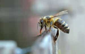 Honey Bees Versus Yellow Jackets