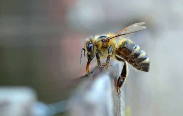 Honey Bees Versus Yellow Jackets