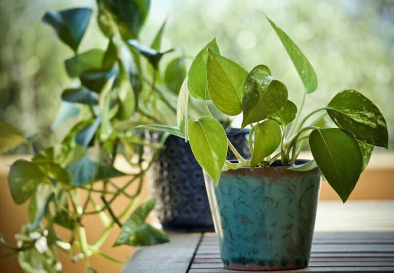 Money Plant Aqualogi Home Gardening Practices
