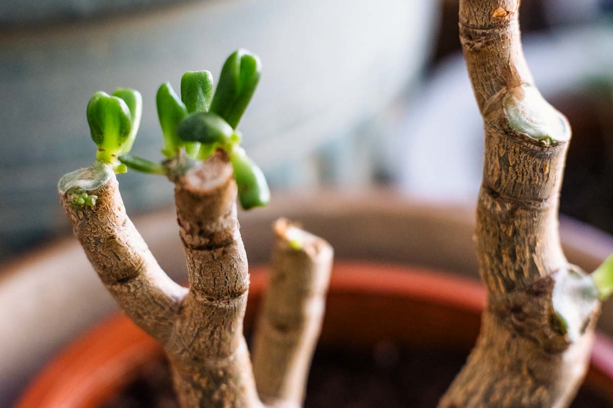 How To Save A Dying Jade Plant Reviving Your Jade Plant