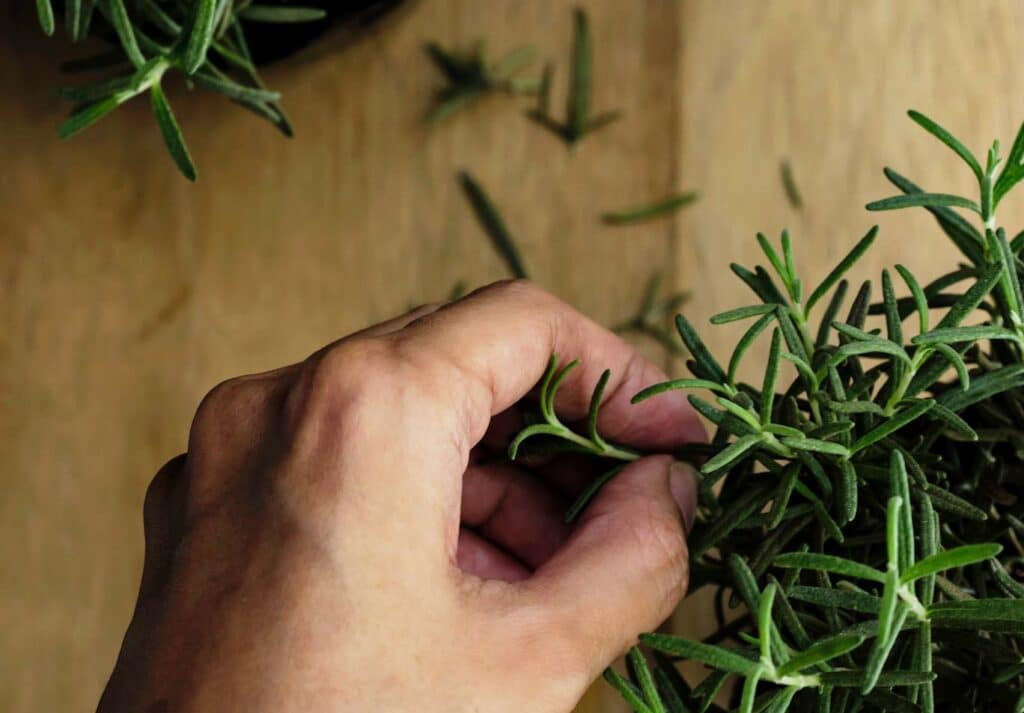How To Save A Dying Rosemary Plant: Guide to Revive Your Precious Herb