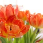 How To Save A Wilting Plant: Comprehensive Guide For Reviving