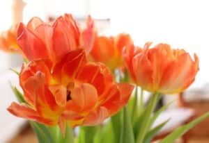 How To Save A Wilting Plant: Comprehensive Guide For Reviving