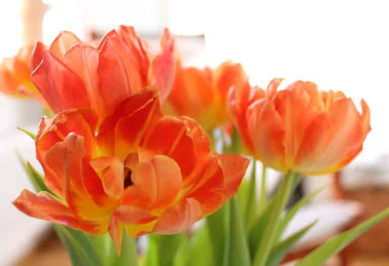 How To Save A Wilting Plant Comprehensive Guide For Reviving