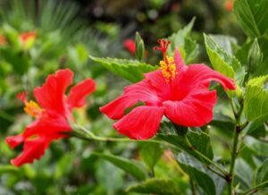 How To Save Dying Hibiscus Plant [Complete Guide]