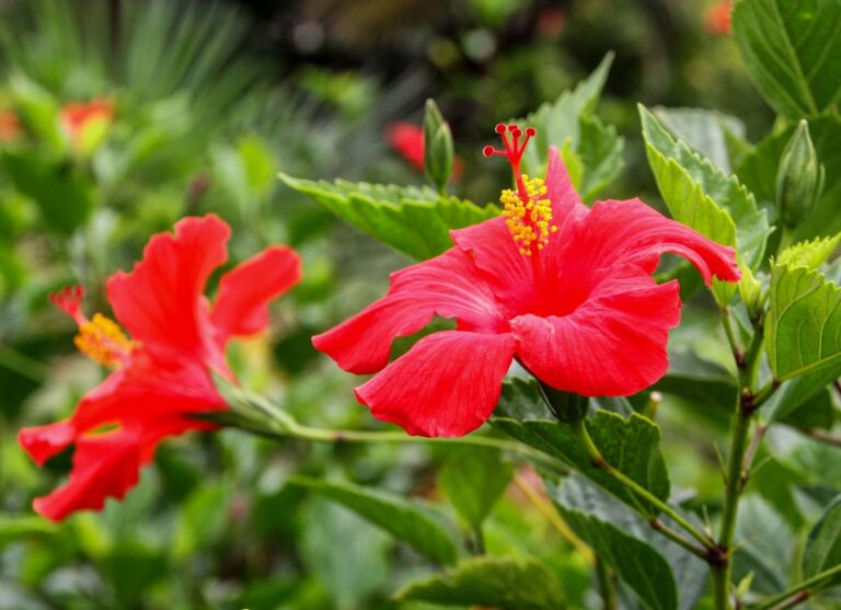 How To Save Dying Hibiscus Plant Guide]