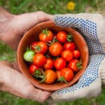 How To Save Dying Tomato Plants: Expert Tips and Techniques