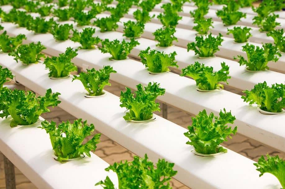 How to Optimize Hydroponic Lighting for Maximum Yields