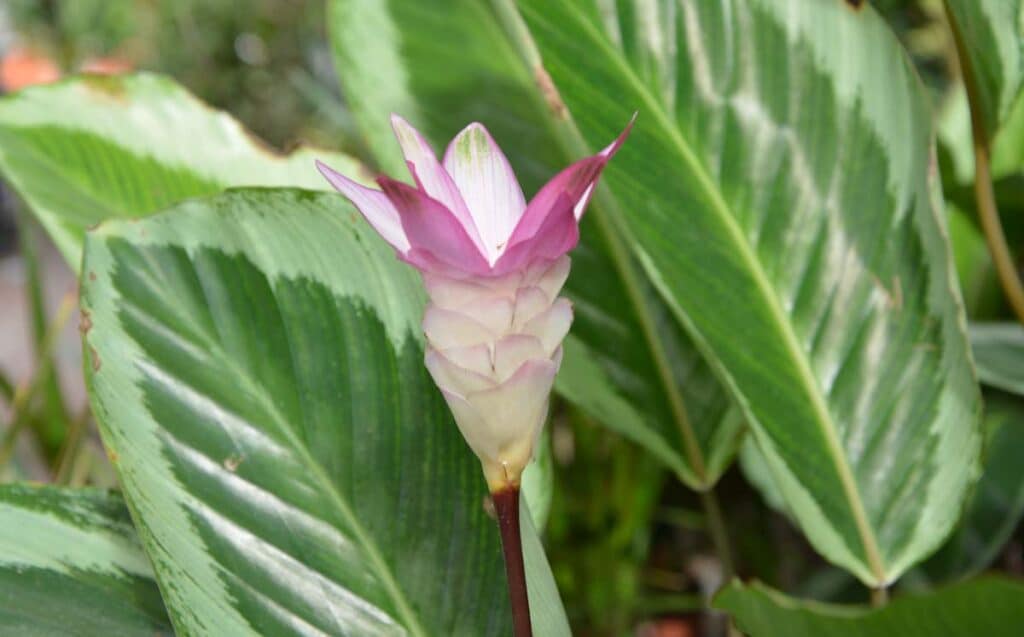 How to Save a Dying Calathea Plant: Expert Tips for Rescue and Restoration