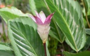 How to Save a Dying Calathea Plant: Expert Tips for Rescue and Restoration