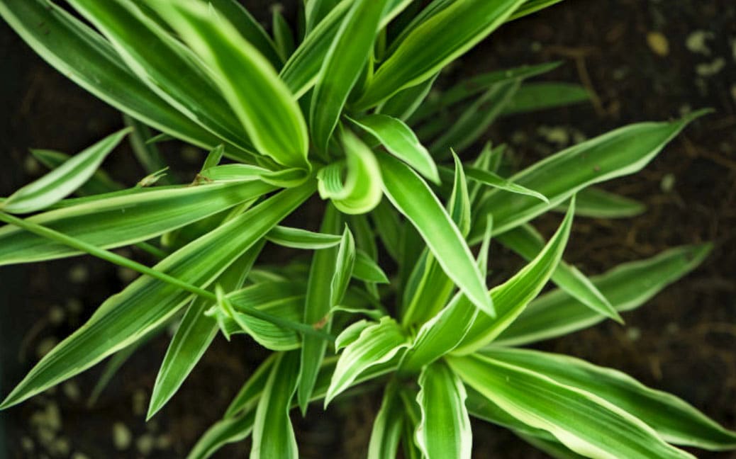 How to Save a Dying Corn Plant: Essential Tips for Dracaena Plant Care