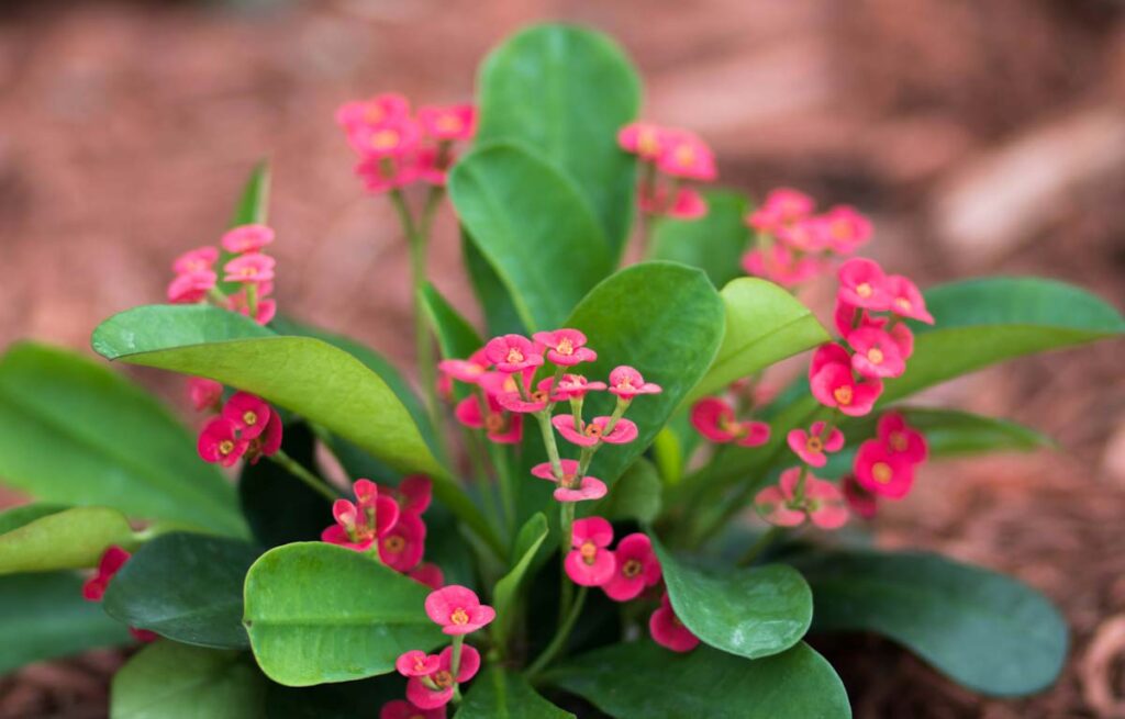 How to Save a Dying Crown of Thorns Plant [Guide + Care Tips]