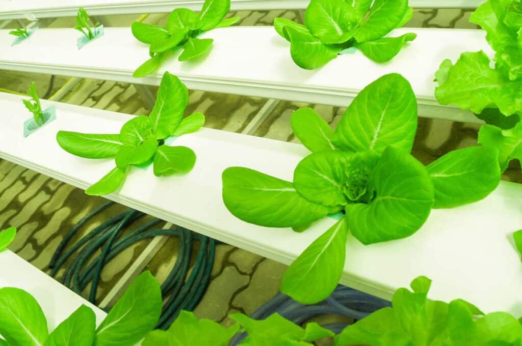 Hydroponic Nutrients Maximizing Plant Growth in Your Hydroponic System