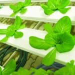 Hydroponic Nutrients: Maximizing Plant Growth in Your Hydroponic System