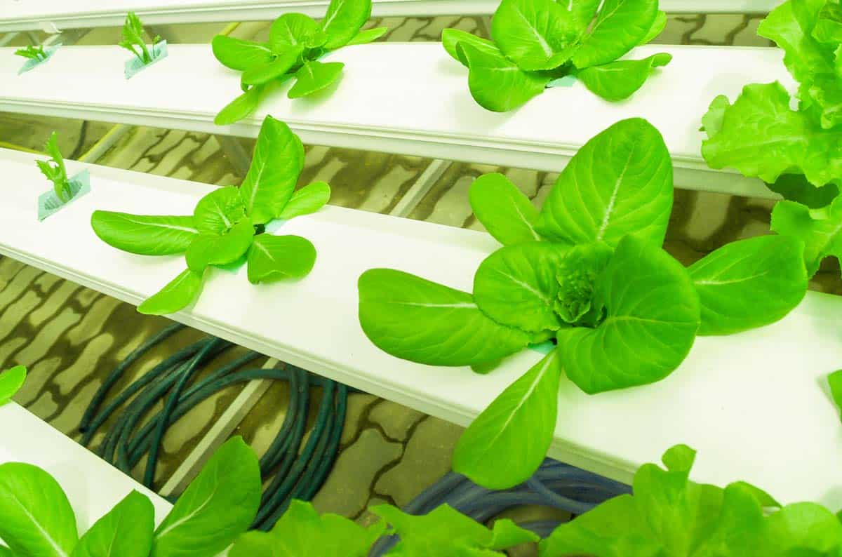 Hydroponic Nutrients: Maximizing Plant Growth in Your Hydroponic System