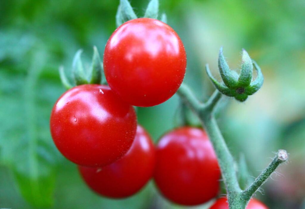 Hydroponic Tomatoes: The Juiciest Guide for Novice and Expert Green Thumbs
