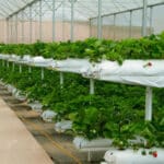 Hydroponics Nutrients DIY: A Comprehensive Guide to Homemade Hydroponic Nutrient Solutions
