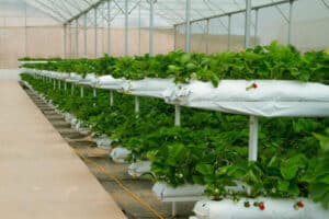Hydroponics Nutrients DIY: A Comprehensive Guide to Homemade Hydroponic Nutrient Solutions