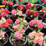 Medicinal Use of Crown of Thorns Plant