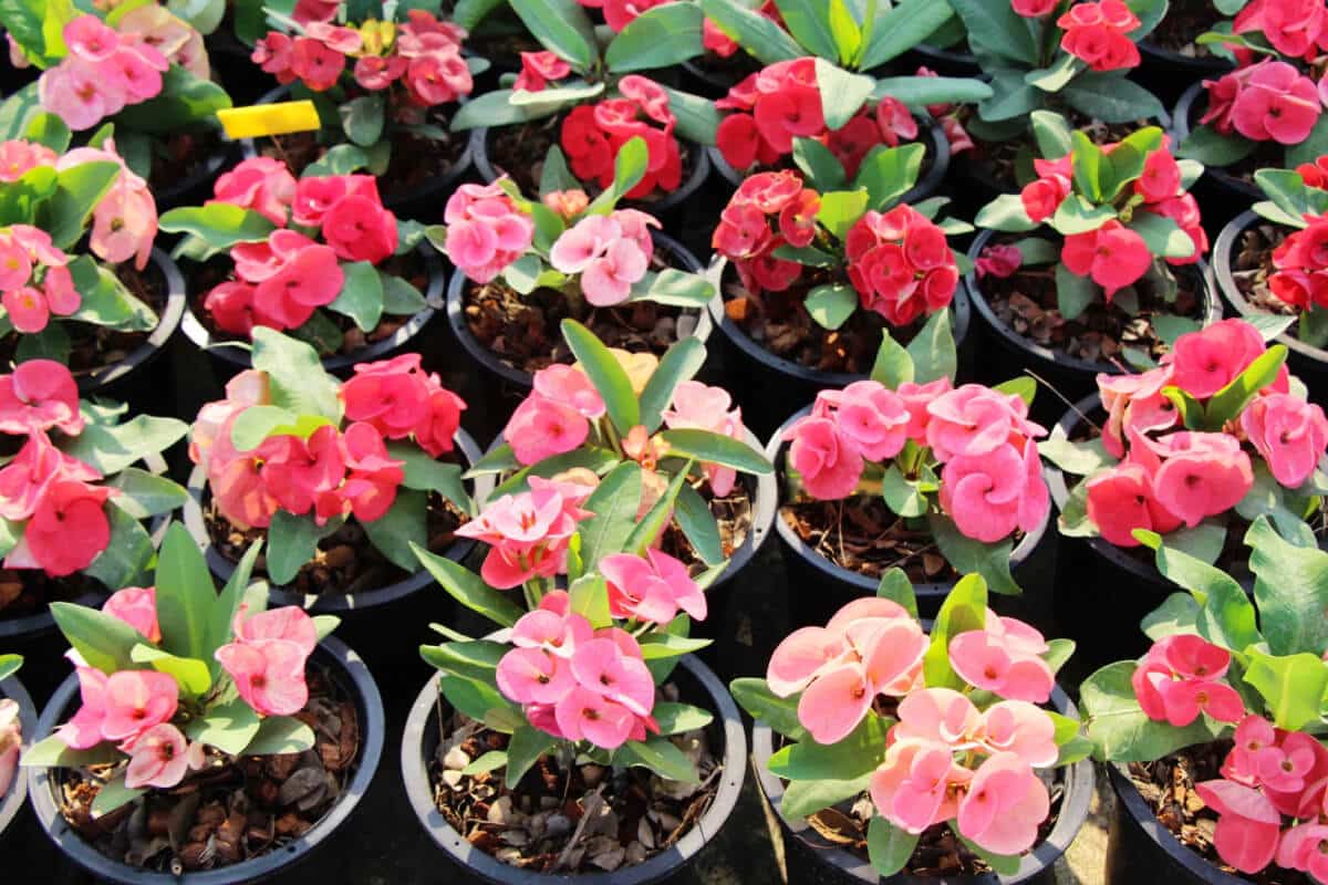 Medicinal Use of Crown of Thorns Plant
