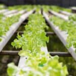 NFT Hydroponic Systems