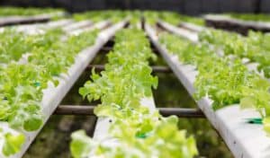 NFT Hydroponic Systems