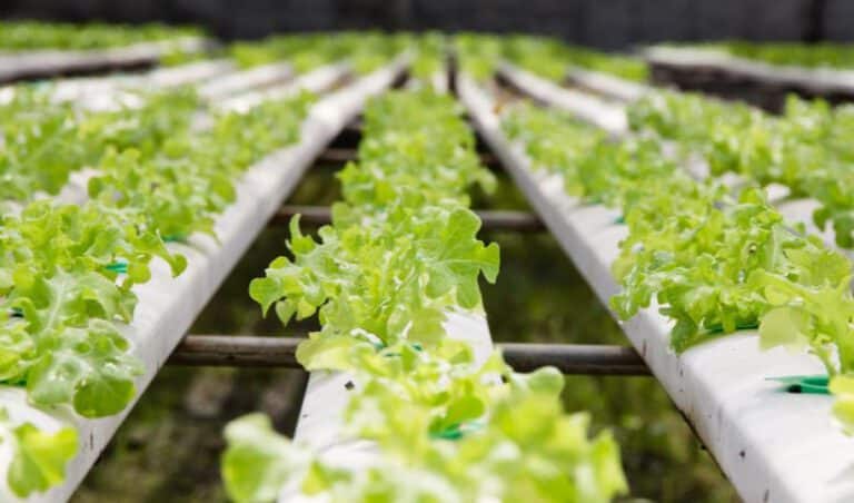 NFT Hydroponic Systems