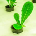 NPK For Hydroponics Nutrients: Maximizing Your Plant Growth