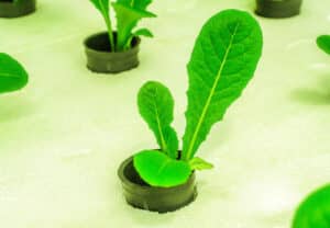 NPK For Hydroponics Nutrients: Maximizing Your Plant Growth