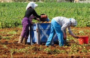 Normal Fertilizer: The Nutritious Life of Your Greens