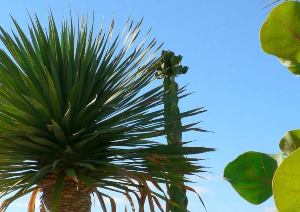 Practical Guide How to Save a Dying Palm Plant