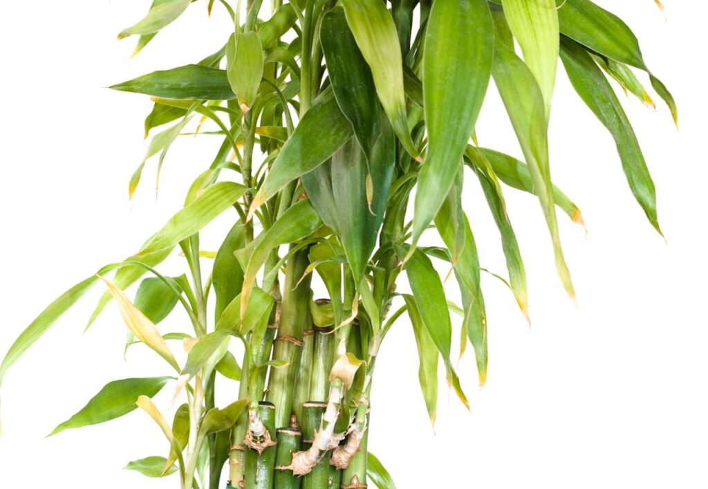 The Benefits of Bamboo Plant: Eco-Friendly Powerhouse for Your Home